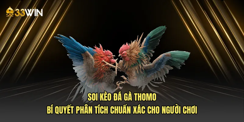 Soi kèo đá gà Thomo bí quyết phân tích chuẩn xác cho người chơi