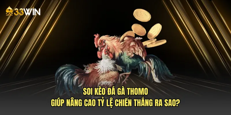 Soi kèo đá gà Thomo giúp nâng cao tỷ lệ chiến thắng ra sao?