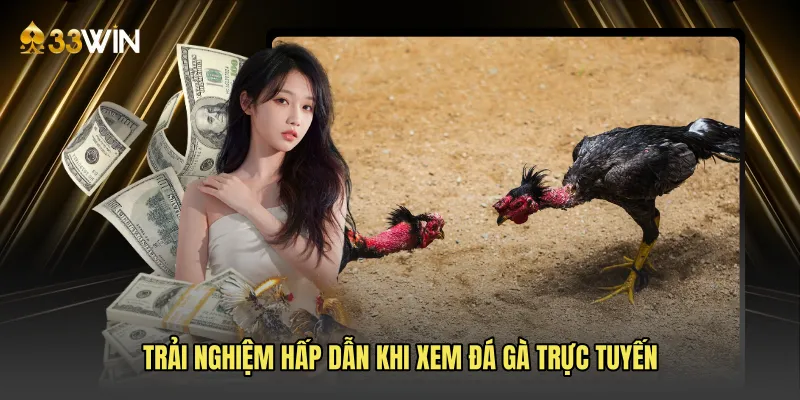 Trải nghiệm hấp dẫn khi xem đá gà trực tuyến
