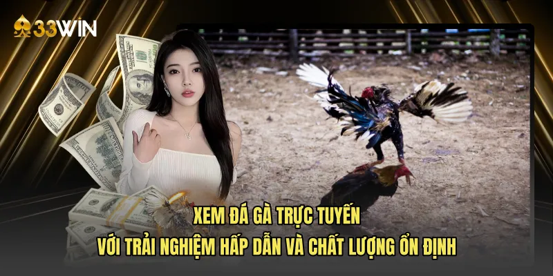 Xem đá gà trực tuyến với trải nghiệm hấp dẫn và chất lượng ổn định